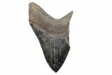 Partial Megalodon Tooth - Sharply Serrated Blade #207915-1
